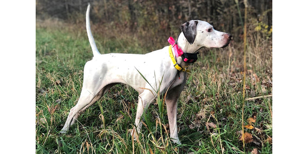 can humidity affect dogs