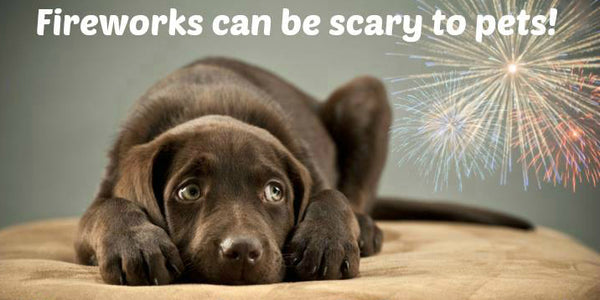 can fireworks harm dogs