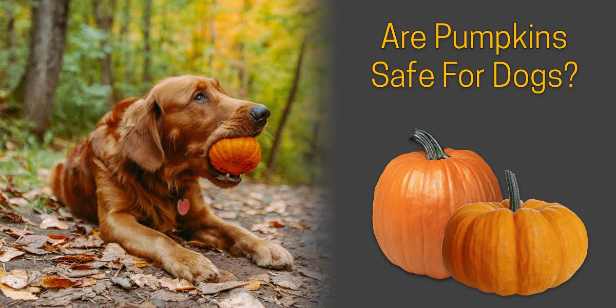 Can Dogs Eat Pumpkin? Health Benefits of Pumpkin for Dogs · The Wildest