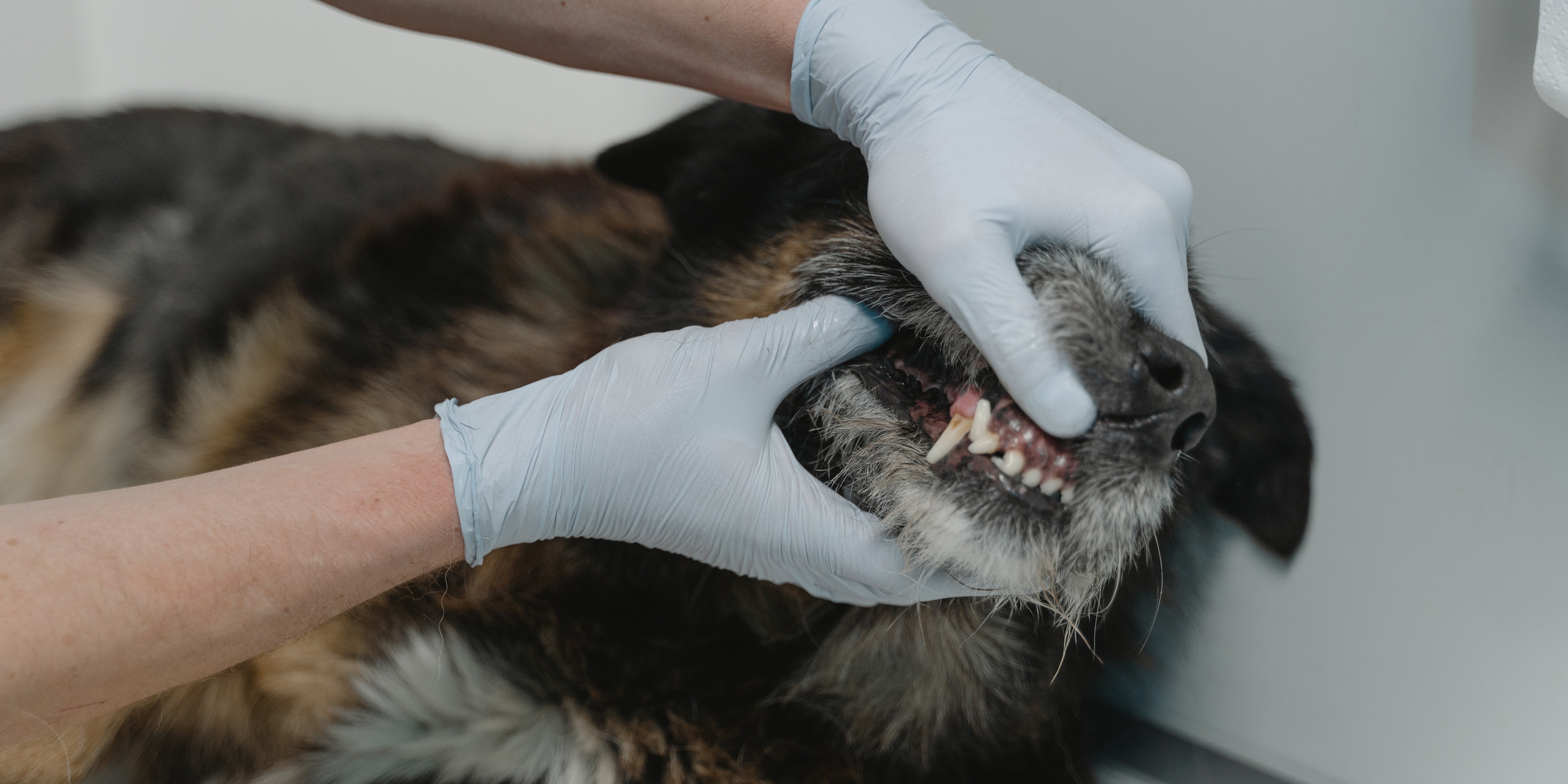 what can i give my dog for toothache pain