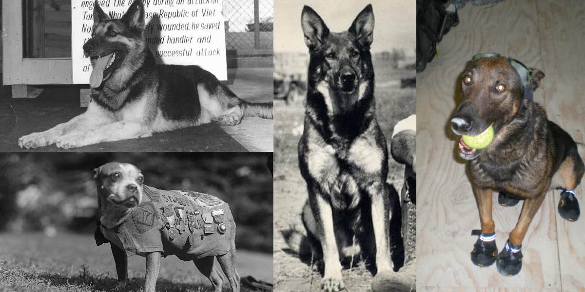 Canine Veterans