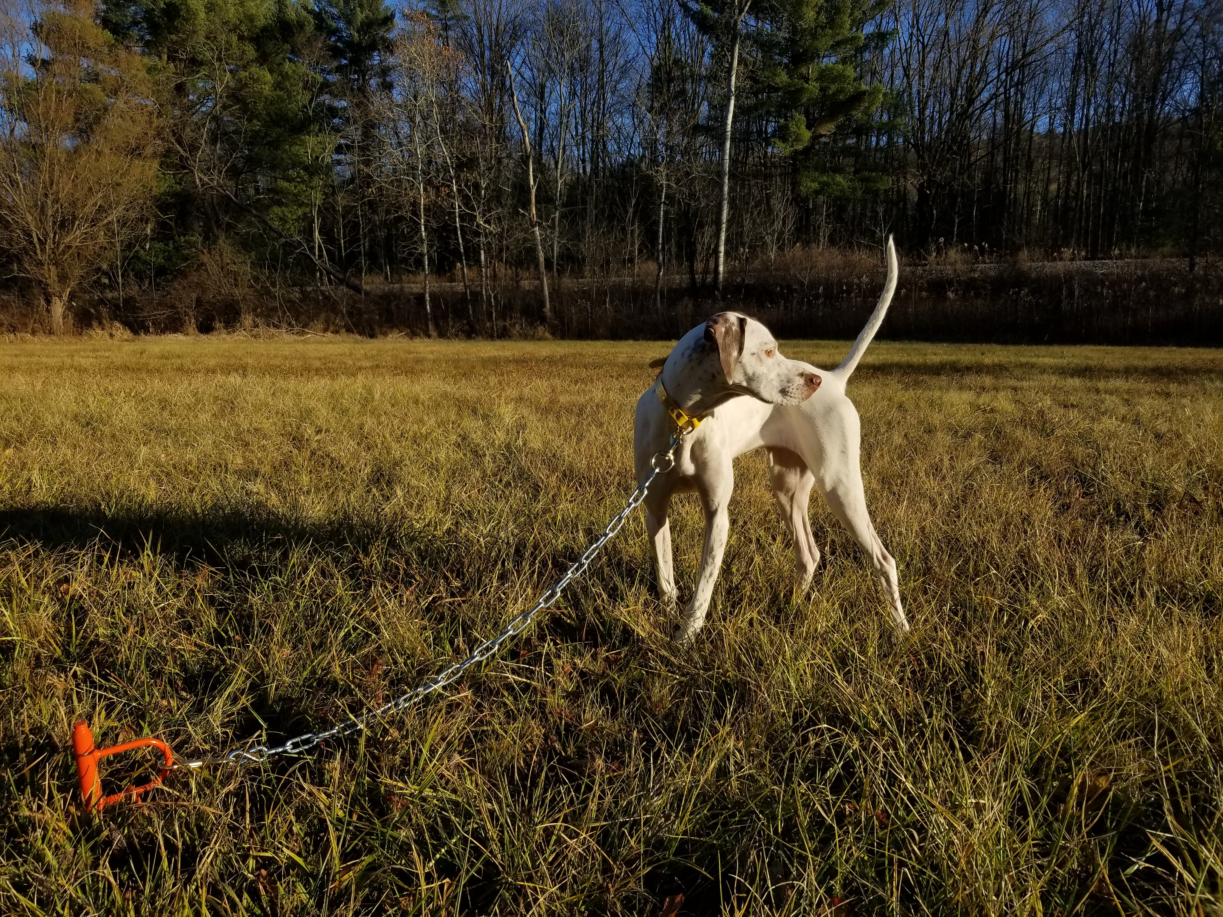 Hunting dog 2025 stake out