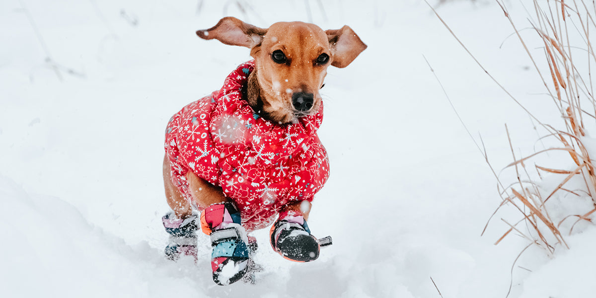 Fashion little dog snow boots