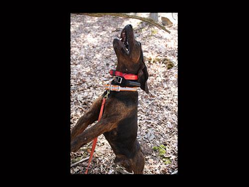 Coon dog training top kit