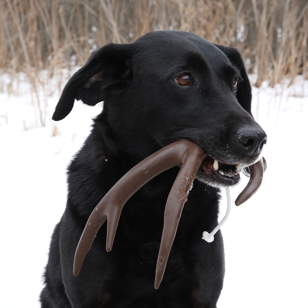 DogBone Shed Hunting Antler Dummy