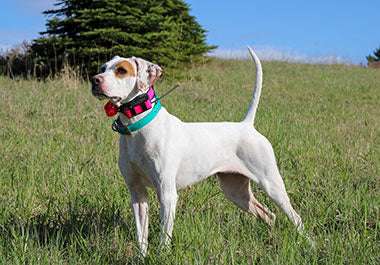 Central valley gun sales dogs