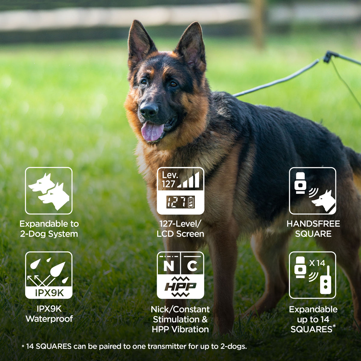 Dogtra arc best sale 2 dog system