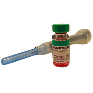 Parvo Vaccine With Syringe