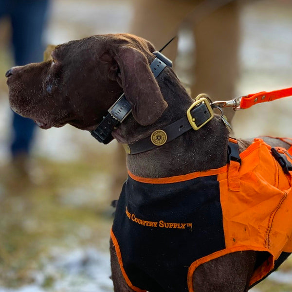 Leather Shotshell Dog Collar and Leash